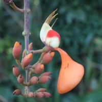 Erythrina fusca Lour.